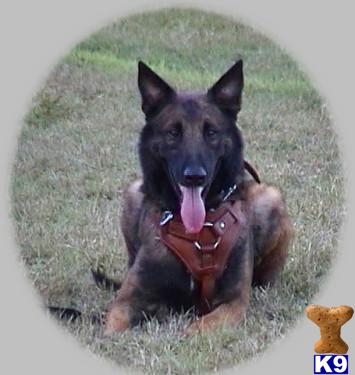 Stud Dogs - Belgian Malinois